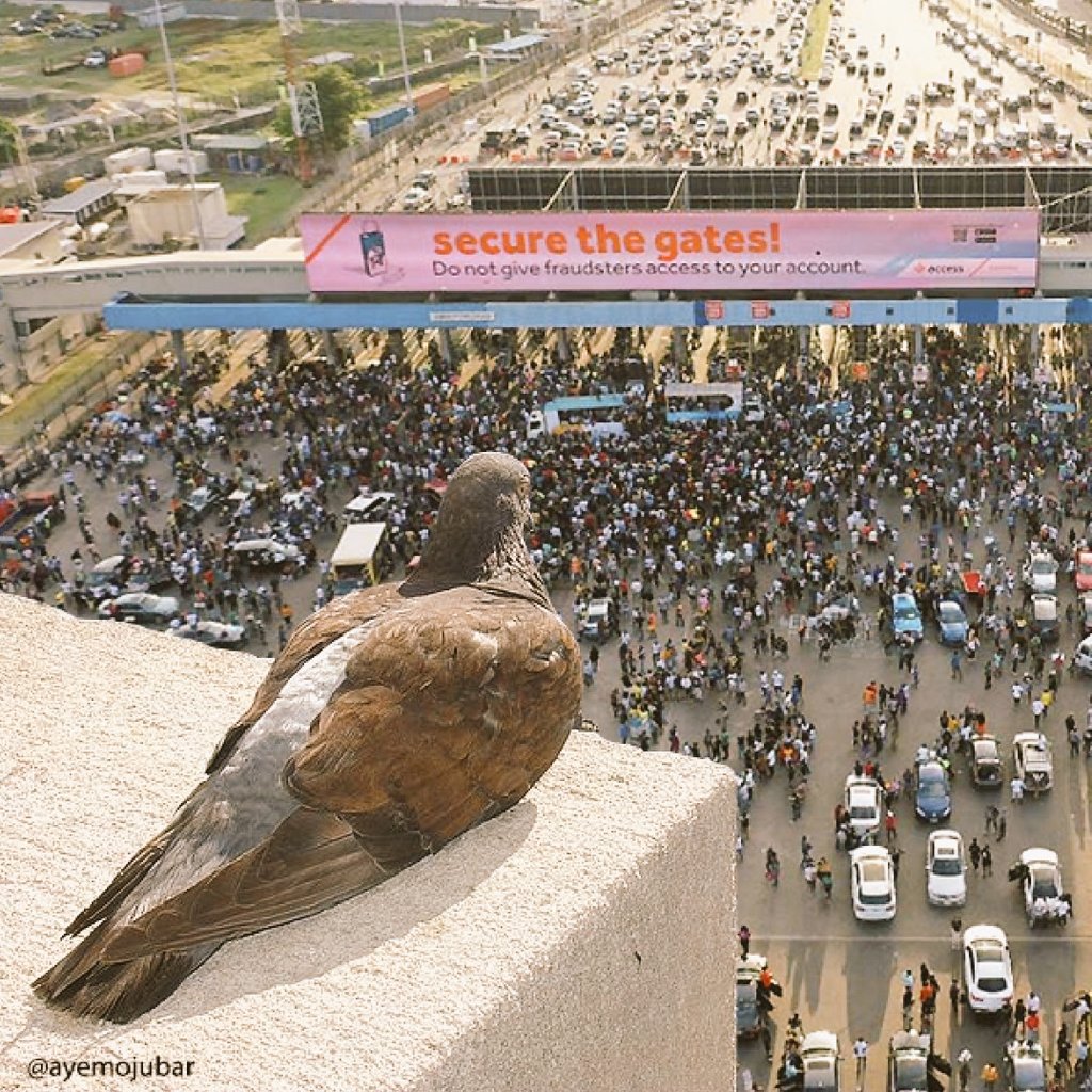 damian__szn's tweet image. The pigeon who saw everything▫️

Retweet this, we will follow you. #OccupyLekkiTollGate
#EndSARS #Lekkitollgate