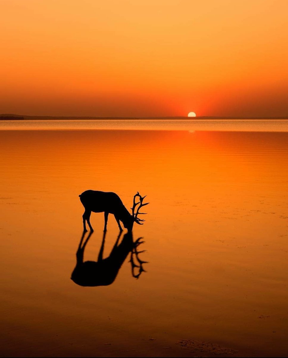 WandererOfWorld's tweet photo. Canada, Magical Sunset
📷 By @pandey.vaibhav 

#wow #canada #sunset #wandererofworld #travel #traveltheworld #travelblogger #travelholic #travelaroundtheworld #destination #beautifuldestination #traveldiaries #travelworld #travelphotography #tourism #earthpix #silhouette https://t.co/2nSJhqKWSm