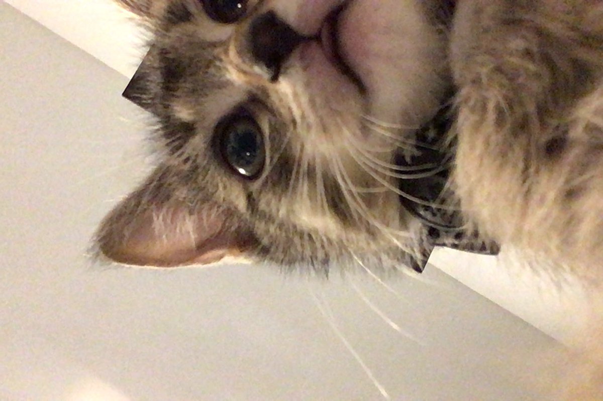 k_assamine's tweet photo. i love my cat https://t.co/FSsEkKogPr