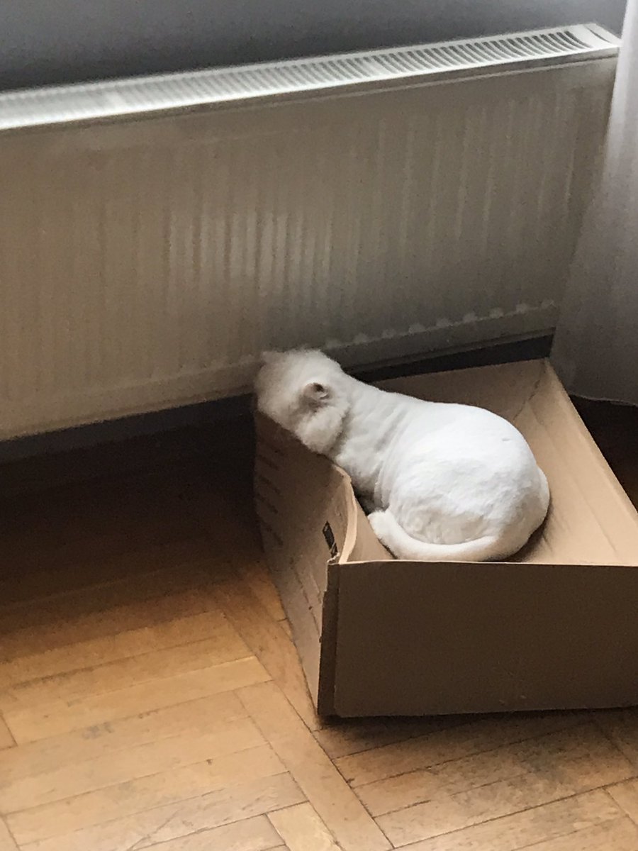sakirgurayoz's tweet photo. Sevgili @NetWorkTROnline kedileri bilirsiniz.. siz onlara yatmasi icin, kendinizce en rahat en pofuduk gprunen yatagi alirsiniz, ama onlar en beklenmedik yeri secerler.. kedilerim kaliteden odun vermek istemiyor yardimci olur musunuz? 😽😽 https://t.co/mw59lPnz8L