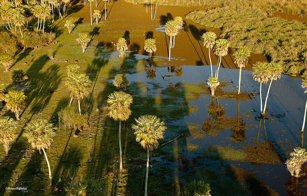 UNEP's tweet photo. 🐆 Which species have returned to a protected wetland in northeastern Argentina 🇦🇷?

Comment below 📥 and head to our fleets ⬆️ to find out the right answer! https://t.co/FN9pQKADoh