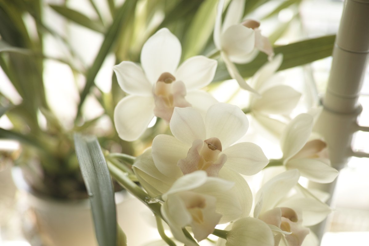 itocyu1's tweet image. らんがかなり咲いてきてます。二階のサブキッチンは、らん展になりそうです。
世界らん展2021は、東京ドームでは開催されないのが残念です。
毎年、持って行くカメラとレンズを選ぶのが楽しみだったのに。

#DPMerrill

久々に使いました。