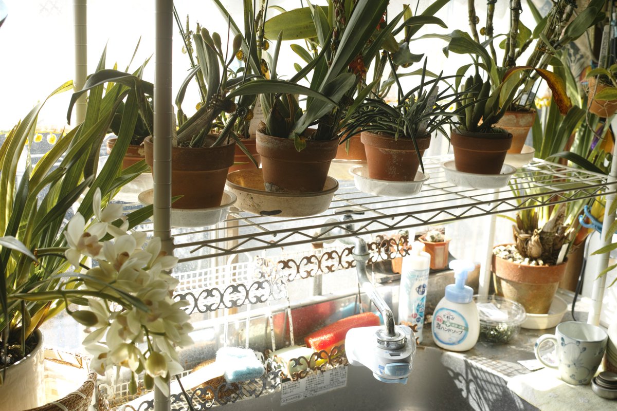 itocyu1's tweet image. らんがかなり咲いてきてます。二階のサブキッチンは、らん展になりそうです。
世界らん展2021は、東京ドームでは開催されないのが残念です。
毎年、持って行くカメラとレンズを選ぶのが楽しみだったのに。

#DPMerrill

久々に使いました。