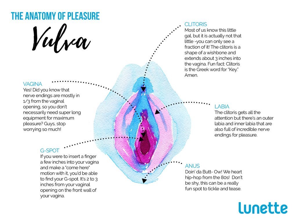 Can we talk about the politics around the word 'vagina'?

VAGINA is only a part of the reproductive system in cis-women’s bodies. VULVA include clitoris thus carries pleasure inclusive meaning as to just the narrow reproduction centric one which ‘vagina’ carries.

1/3