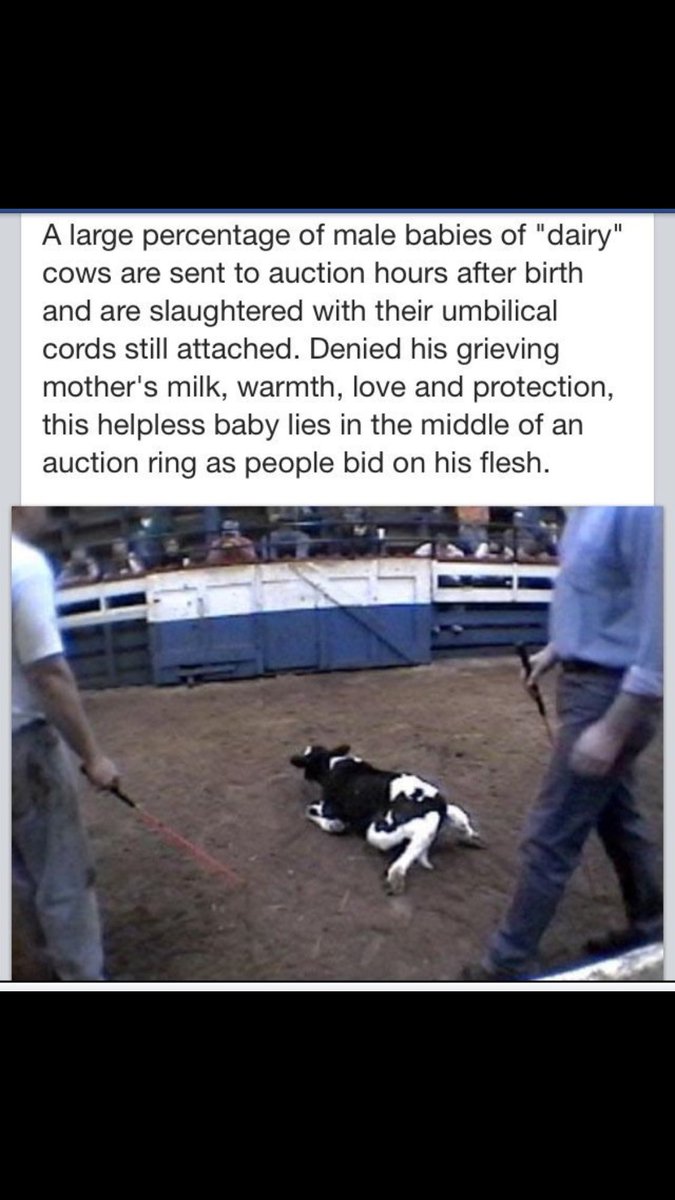Gail7175's tweet photo. They’re just BABIES treated like worthless trash by #Dairy fharmers #Februdairy #cowtruth #DitchDairy #A2 #glassandahalf #LaughingCow #thetruthaboutdairy https://t.co/ST2nt8ZxNE