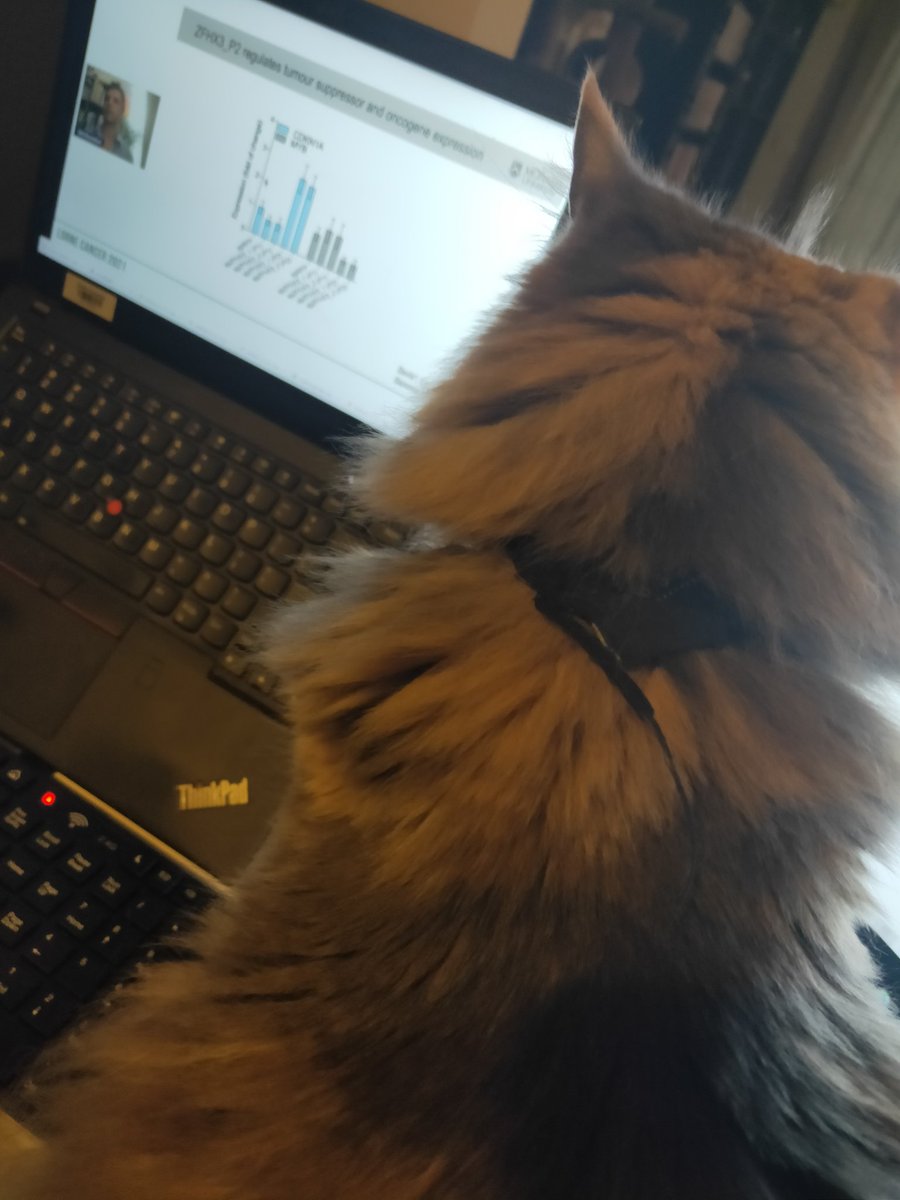 Sass Stem (@sassstem) on Twitter photo It's been great attending <a href="/LorneCancer/">Lorne Cancer Conference</a> with my cat this year. She was really enjoying Sefi's talk! It's been great attending <a href="/LorneCancer/">Lorne Cancer Conference</a> with my cat this year. She was really enjoying Sefi's talk!
