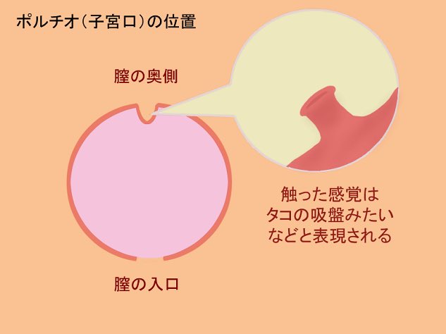 ikuogakuruo's tweet photo. リプしたら思ったより反応あったので詳しく書きますが「ポルチオの真ん中に手マンしたりピストン直撃させると痛い」
その代わり横から刺激すると性感に繋がる
絵にあるように人によってポルチオの位置は微妙に違うから、手マンでポルチオ位置を把握しておいて「ポルチオサイド攻撃」を徹底しよう https://t.co/YHS9ewkgTP