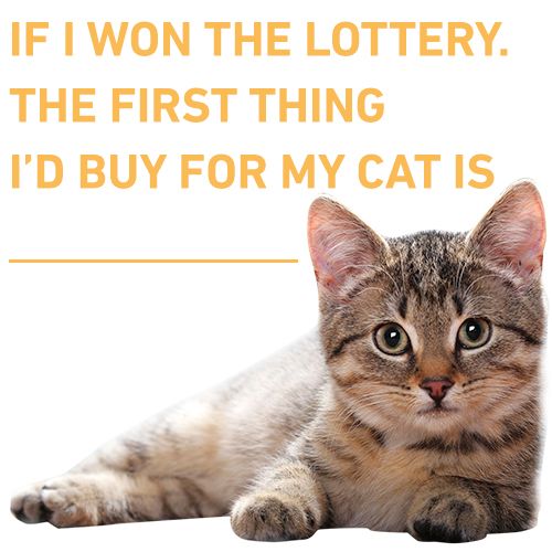 Meowed tweet media