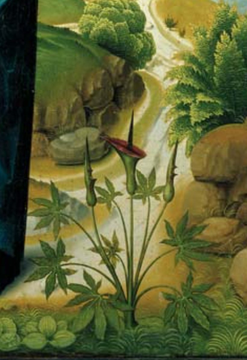 @ticiaverveer I was struck by the accurate representation of plants in this painting 'the Life of the Virgin Mary' (ca. 1485) in the #Domschatzkammer.

Look at this #DracunculusVulgaris, a Mediterranean relative of Lords-and-Ladies (...), at her right site: intriguing Medieval symbology.
