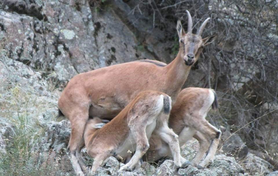 Bu fotoğraf kısa süre önce Karadeniz yaylalarında çekildi. Doğayla barışın, yaban hayata dokunmayın. 
Av cinayettir. Avcılık ise acımasız bir vahşettir.