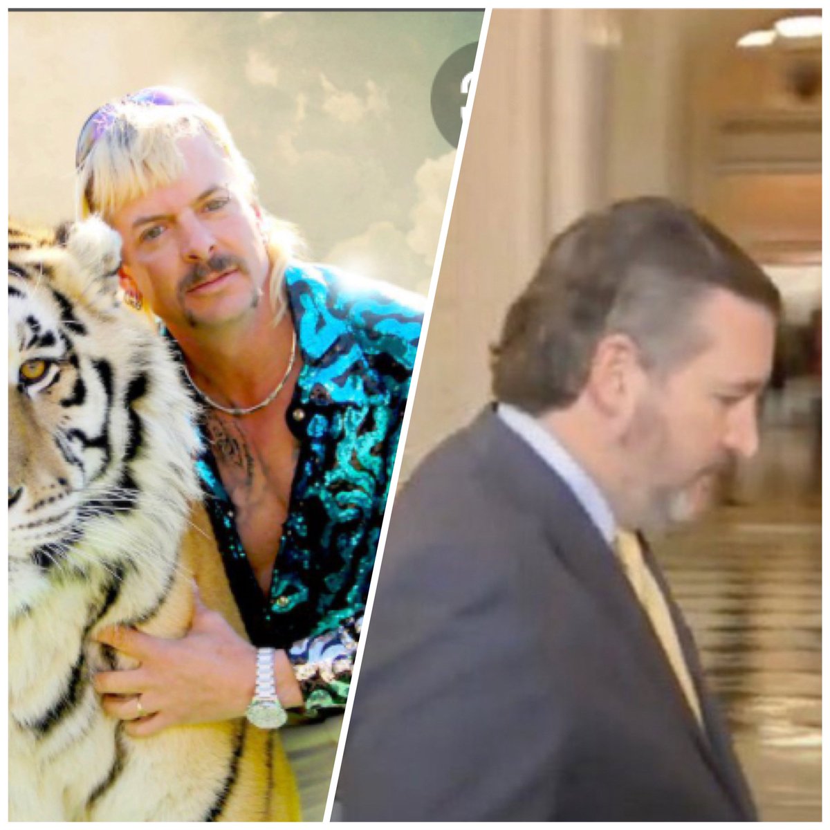 calypsosfire's tweet photo. Ted Cruz: Make me look like a king
Salon: I got you!
#TedCruzHaircut #TigerKing https://t.co/ygGvVDg3qy
