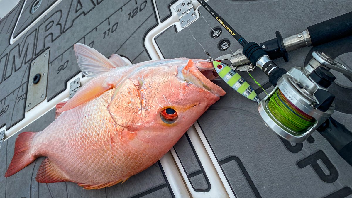 deandotfish's tweet photo. Slow jigging a couple of nannygai, don't mind if i do...
.
.
#slowjigging #slowpitch #jigging #nannygai #greatbarrierreef #motackle #ejtodd #simmsfishing #lowrancefishing #fishingaustralia #fishing #sunline #makoeyewear #okuma #okumaaustralia #tackletactics #inspiredfishing https://t.co/Hgdg8vLwdX
