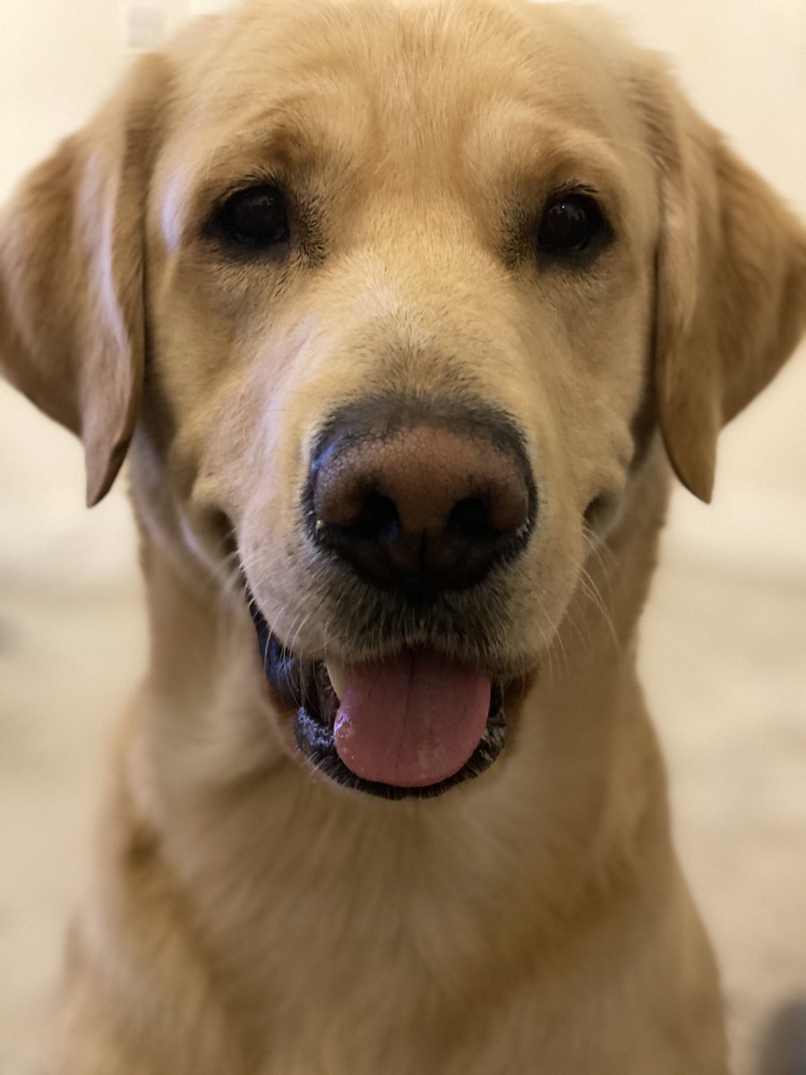 MCJStevenson's tweet photo. @alexiscollier Hello from nacho and cleo https://t.co/FdCc6j94MQ