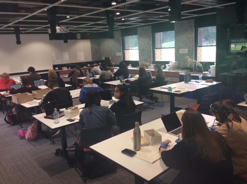 jillian_garvey's tweet photo. It was great returning to the @latrobe campus last week to teach our 5-day intensive @LTUArchaeology  zooarchaeology (ARC5BON) course. Students focused on bone identification, visited the Victorian Native Animal Body Farm to study bone weathering &amp; undertook butchery experiments. https://t.co/70wu1tnjFU