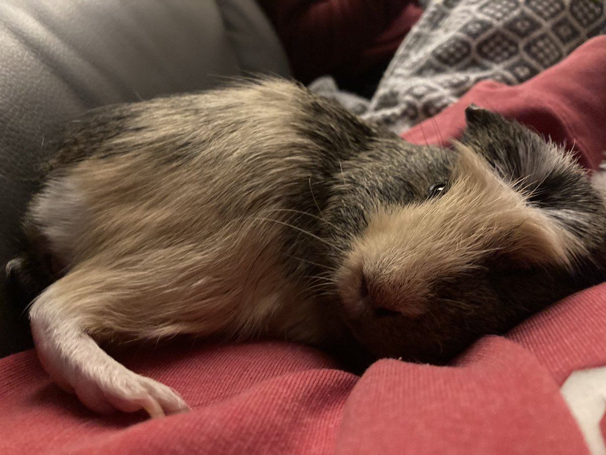 badgerbumble's tweet photo. If anyone wants me, Iβll be smooshed up in an #extremepantalooncurl for the wheekend #rightanglesnuggle π #mrbumble https://t.co/rXvSPYTA1m