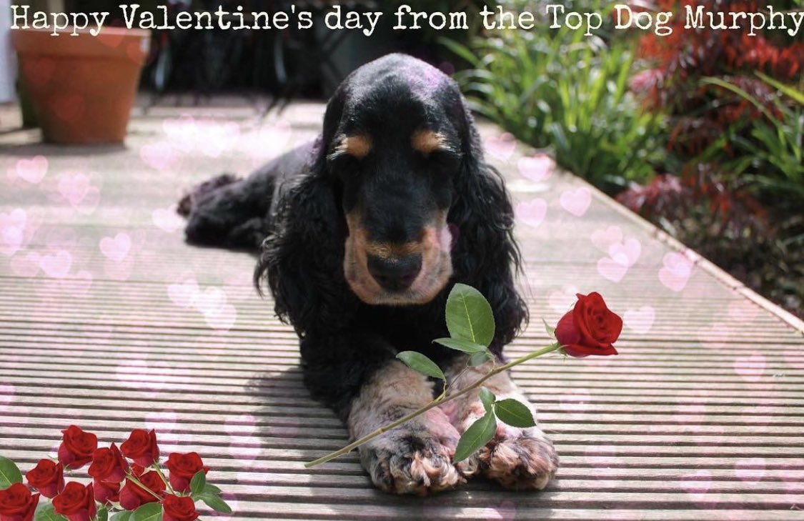 TailChasers1's tweet photo. Roses are red
Violets are blue
If you don’t have a dog
I suppose a human might do?
#TunbridgeWells #dog #valentines #dogwalker #lovemydog https://t.co/g3t362FurI