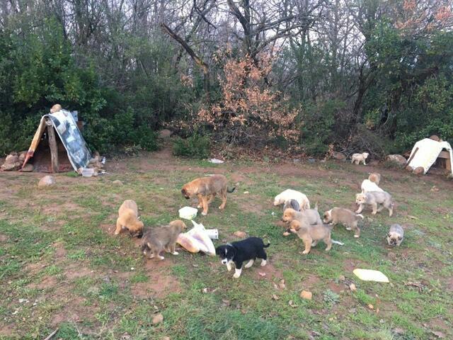 ACİL ! Yalova Çınarcık Ortaburun'da ormanda 17 yavru köpek var. Bölgeye yoğun kar bekleniyor, yollar  kapanacak gönüllüler mama su götüremez bu bebekler soğukta telef olacaklar sadece fotodaki 2 kulube varmış. Çiftlik, boş ev ne olursa ACİL geçici yuva lazım. RT, etiket lütfen 🙏
