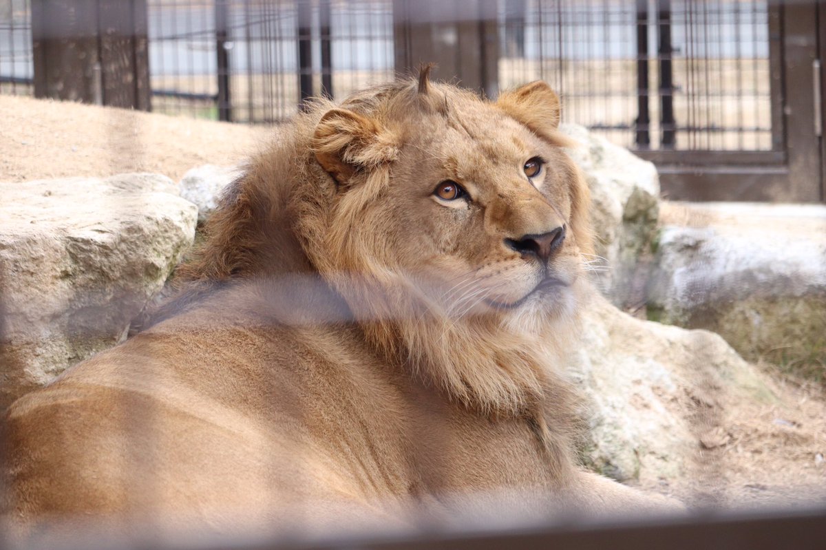 Levir リビアール ライオンたちは相変わらずカメラ目線をくれる可愛い子たちですね シルクくんの見返り具合がすごいいい 笑 でも よく見るとアホ毛が 笑 のんほいパーク シルク