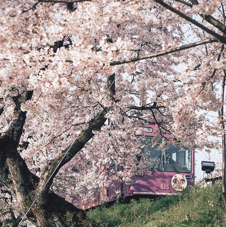 Japan Aesthetics tweet media