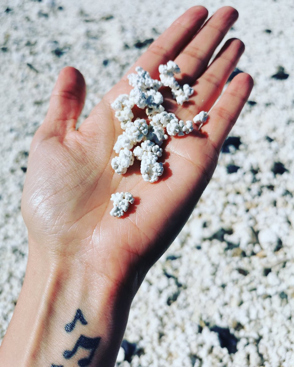 Aiala80512276's tweet photo. Playa de las palomitas en Fuerteventura...
Los rodolitos son algas calcáreas originadas bajo el fundó marino, que se parecen a las palomitas de maíz.
Plage de popcorn à Fuerteventura...
Ces petites pierres sont des algues calcaires originaires des fonds marins.
#PopCornBeach https://t.co/KTGrFUUpIe