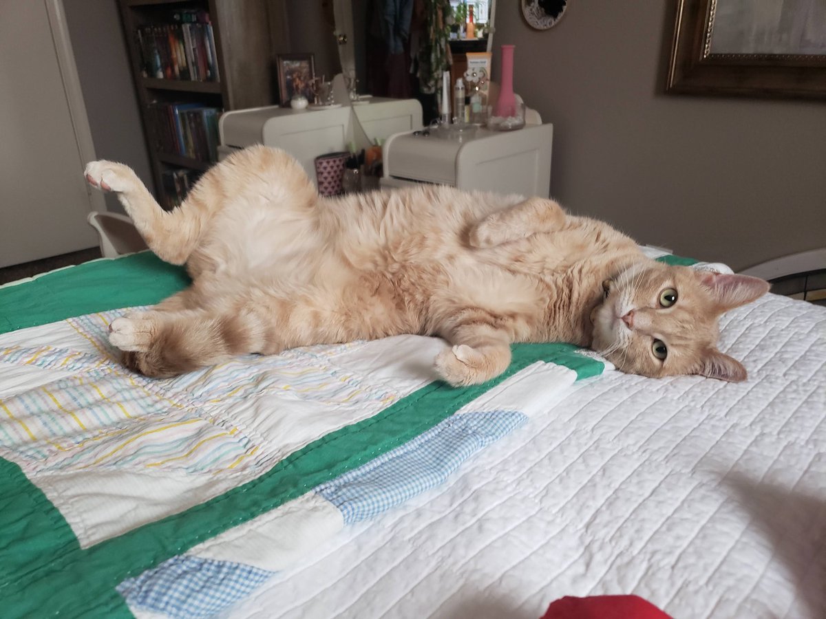 kalynnshea's tweet photo. @MichaelaOkla But hear me out, I was majorly depressed when I started to live alone until I got this fluffer https://t.co/Zjgsc47crA