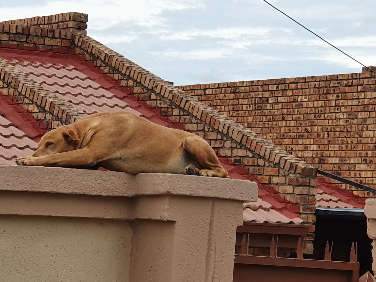 GardeeGodrich's tweet photo. Every dog has its day.....!!! Its real 2 meters  in height.... https://t.co/msl0BpSbbG