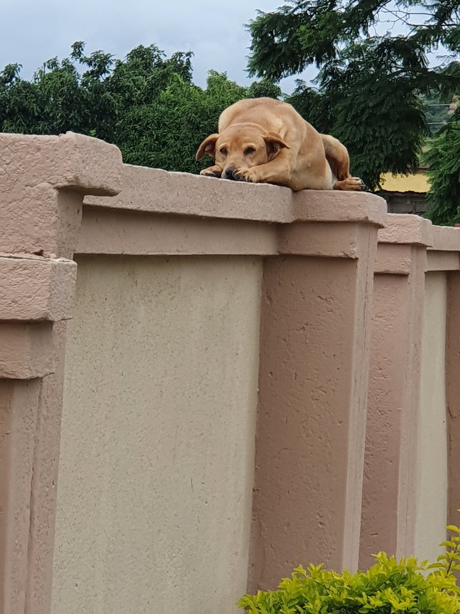 GardeeGodrich's tweet photo. Every dog has its day.....!!! Its real 2 meters  in height.... https://t.co/msl0BpSbbG