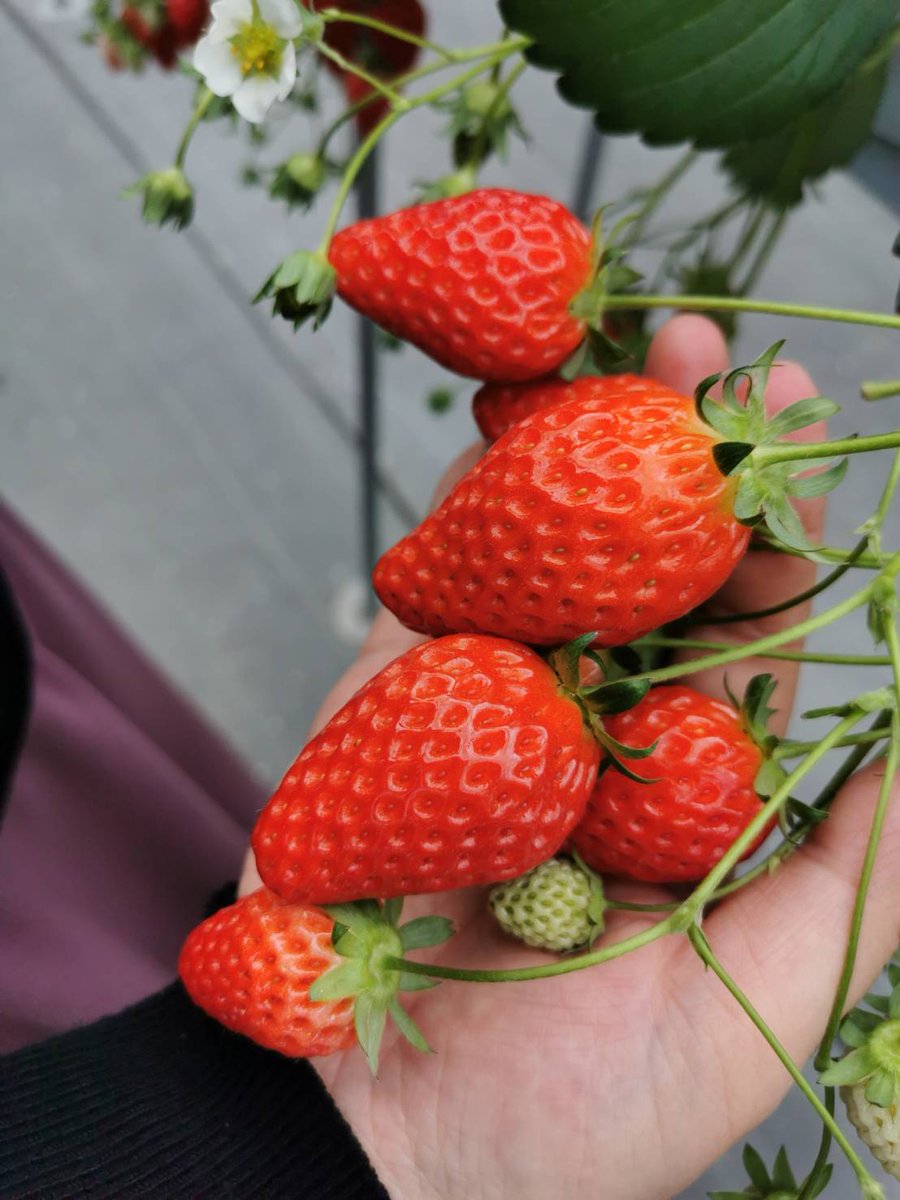 いちご食べ過ぎ