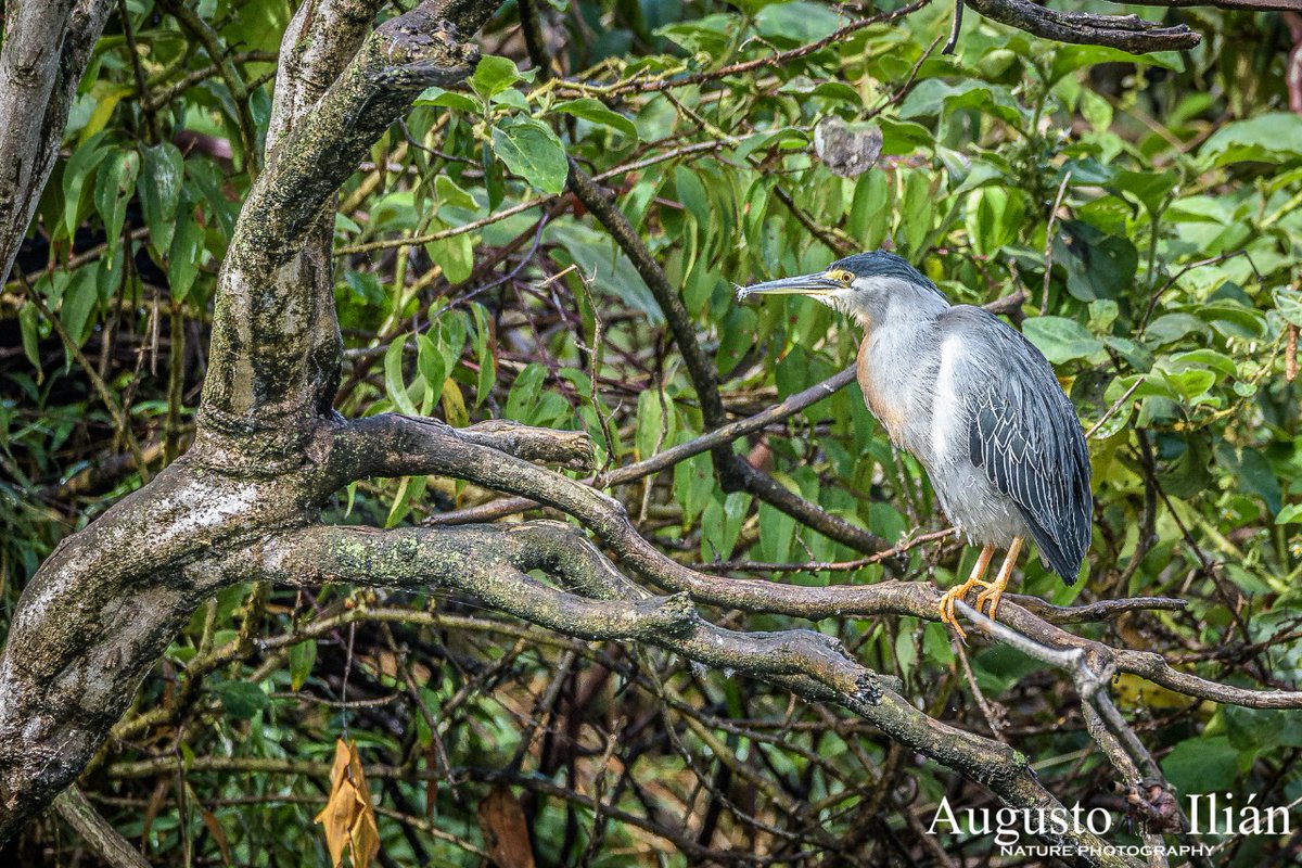 Garcíta Rayada. Lago de Las Garzas Cali. Pato aguja #birds #birdsofcolombia #aves #avesdecolombia #birdlovers #birding #pajareo #birdwatching #birdsphotography #fotografiadeaves  #shotoftheday #natgeoyourshot #natgeoyourshot #natgeowildlife #natgeowildlife #colombiabirdfair