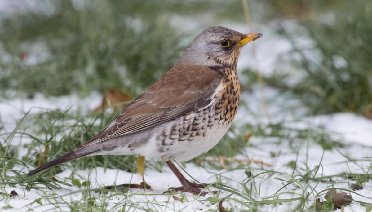 Small changes can make big differences!
Wonderful to see flocks of thrush, fieldfare, blackbird and redwing feeding off hedgerows that have been managed in a manner that benefits