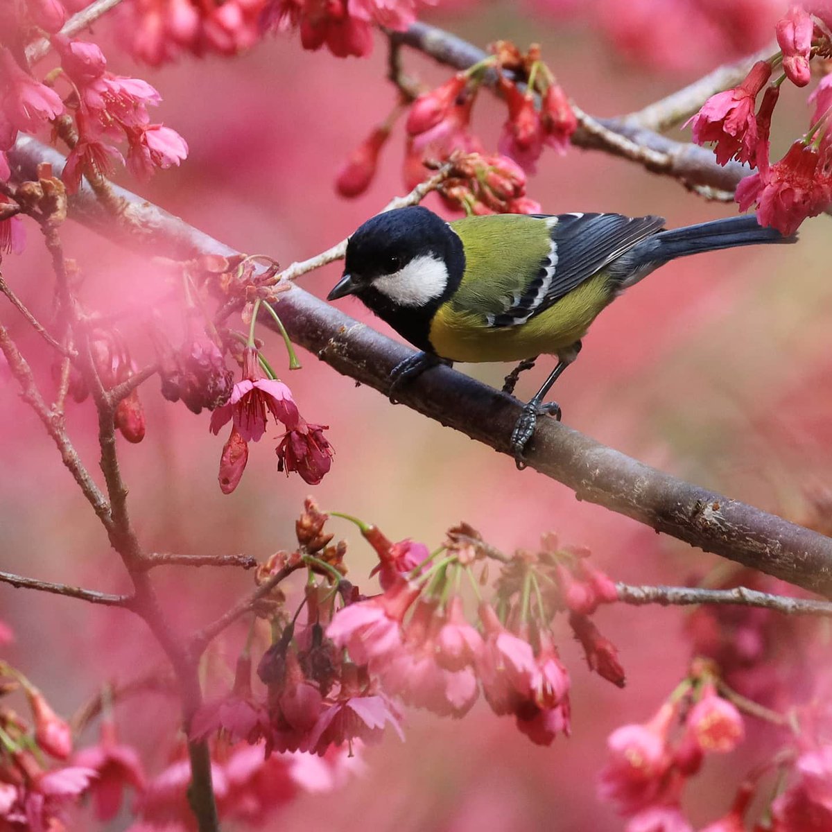 #GreenBackedTit with #cherryblossom

#TaiwanEndemicSubspecies 
photo by Allen Lyu
#TaiwanBirdGuide #bird #birding #birdtour #Taiwan
