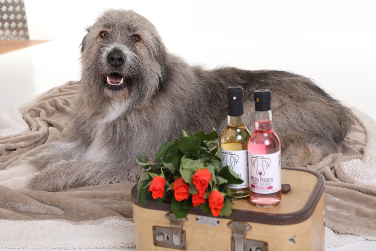 IncredibleKratu's tweet photo. #valentinesday2021 I am looking for my Valentine to wine and dine! My top 3 will get some treats from @NIrawpetfoods doggo wine from @Woofandbrew a years magazine subscription @dogfriendlyinfo #valentinesdaygift Post your photos below. Could it be you?❓🌹💖 Follow me and RT https://t.co/BN9RrpWdlt