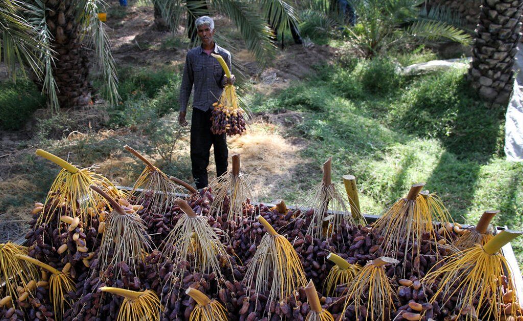 alloobon1's tweet photo. Piarom dates are known as the most luxurious and expensive variety of Iranian dates that comes from Hormozgan province (Haji Abad area) in the south of Iran.
Haji Abad city is the only area that cultivates Piarom Dates. The dates are grown organically.
#PiaromDates
#HajiAbad https://t.co/5Hag1VSYli