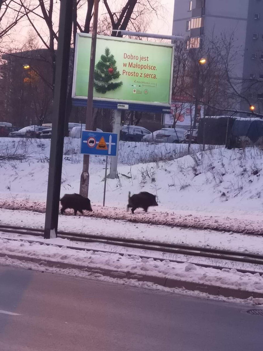 Sebasti08163352's tweet photo. Na Piaskach biegają dziki to może i Nasz Pasiasty Dzik zagra na miarę swoich umiejętności #CRAPBB https://t.co/z8n4w22vEx