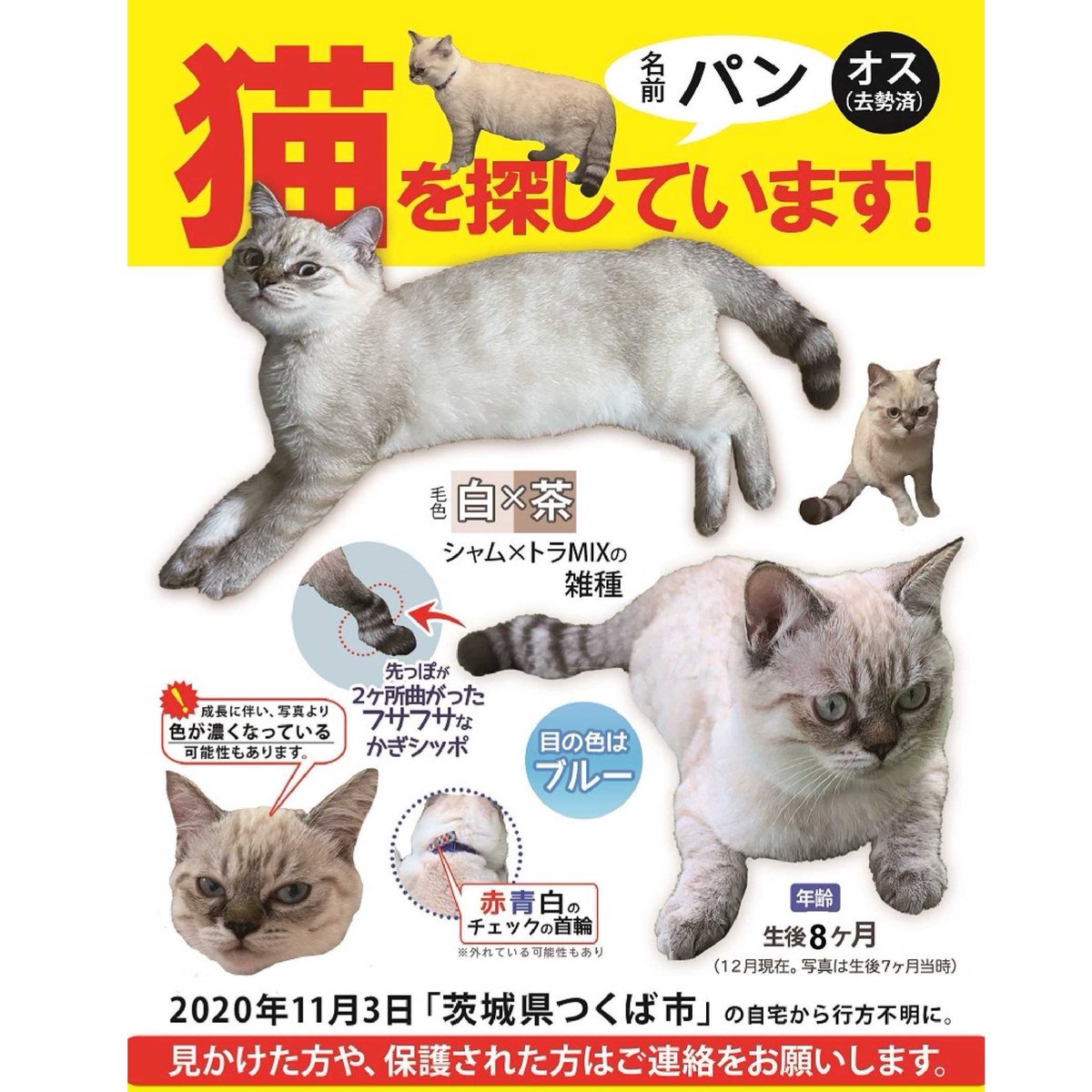 拾い猫