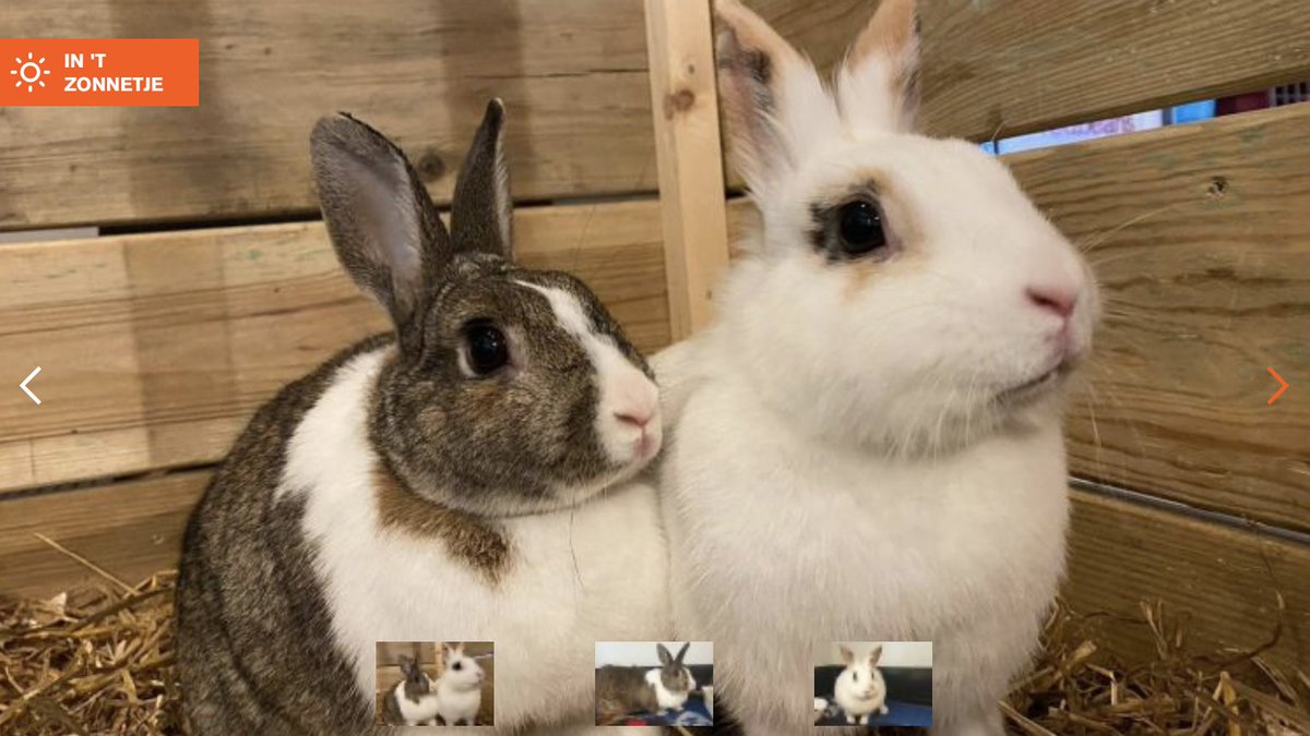 #ikzoekbaas Stippel en Snuffie bit.ly/3tUJLaS. 

Och, helaas keken de kinderen nog te weinig om naar de dieren en is er te weinig aandacht gegeven aan het stel. Daarom wonen ze nu bij onze opvang.

Een leuk koppel voor bij jou? (niet voor beginners of kinderen)