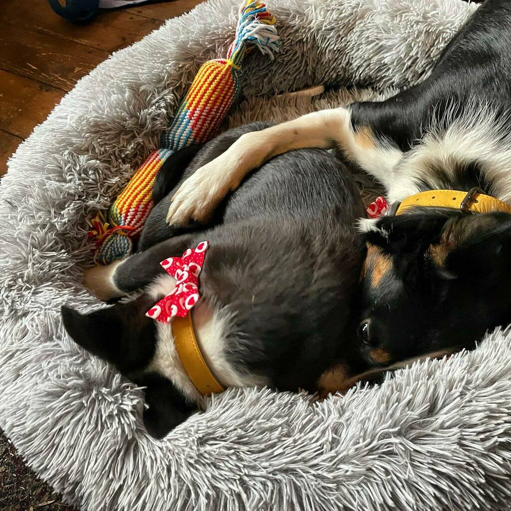 FoundLove_Blog's tweet image. Day 3 of two pups, the brothers are learning how to play wrestle... and as you’d expect it’s high energy but giving Neal and I all the laughs. 😍🐾 #murphyandmax instagr.am/p/CLOdO_6BkvO/