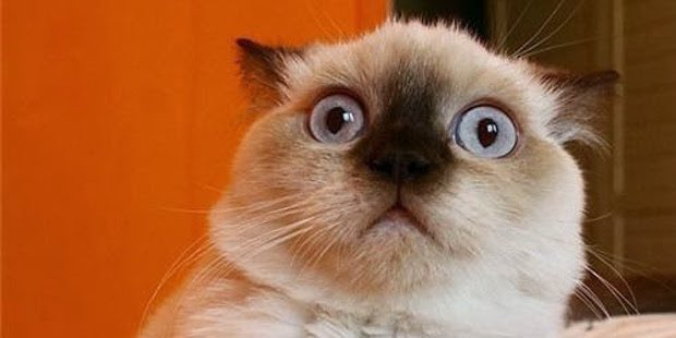 Elias Pettersson As Cats   [a thread you didn’t know you needed ]