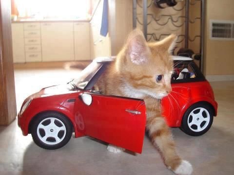 Elias Pettersson As Cats   [a thread you didn’t know you needed ]