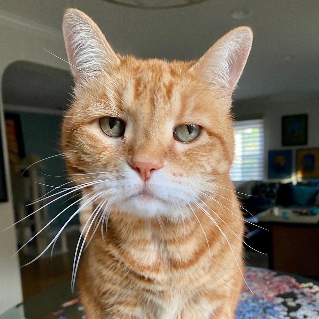 Elias Pettersson As Cats   [a thread you didn’t know you needed ]