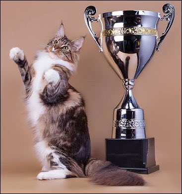 Elias Pettersson As Cats   [a thread you didn’t know you needed ]