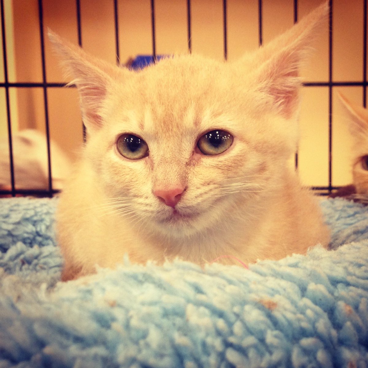 Elias Pettersson As Cats   [a thread you didn’t know you needed ]