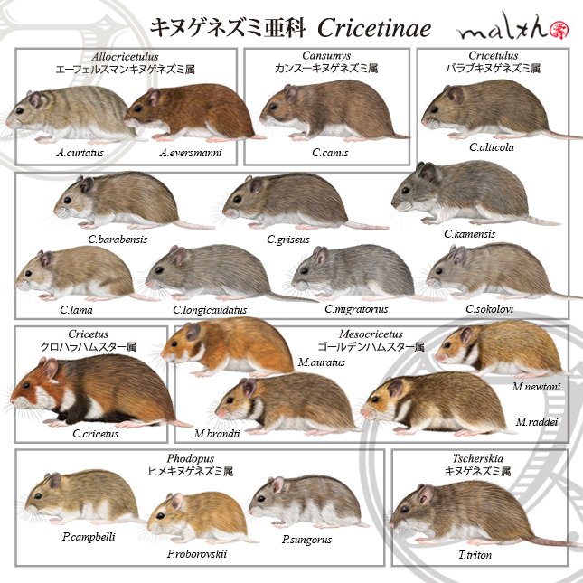 ジャンガリアンハムスターのtwitterイラスト検索結果 古い順