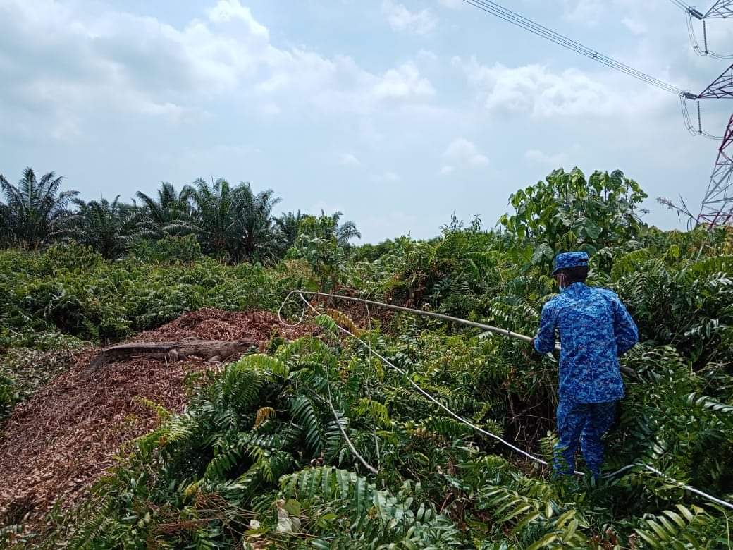 APMtwiter's tweet photo. Kalini Buaya seberat 200kg berjaya ditangkap! 
Si ibu dan telur juga berjaya bawa keluar sebelum ia akan membahayakan penduduk setempat. 

Syabas dan tahniah wira biru APM KUALA LANGAT! 

#APMsanasini
#SediaPantasBerintegriti https://t.co/2VeGjgilkx