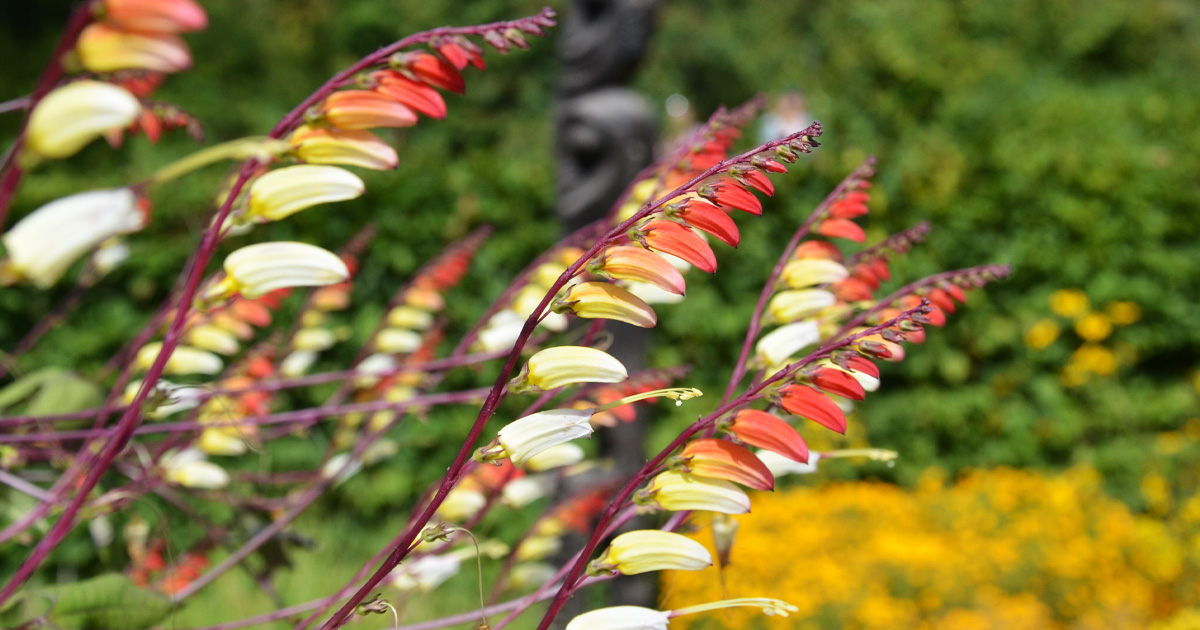 mainau's tweet photo. Wir wünschen Ihnen einen schönen und inspirienden #Samstag mit den 'I'-#AlphabettyBlooms 🤗 Ipomoea lobata, Isotoma axillaris, Iberis und Iris barbata elatior 💜 https://t.co/qh5Do0PxOW