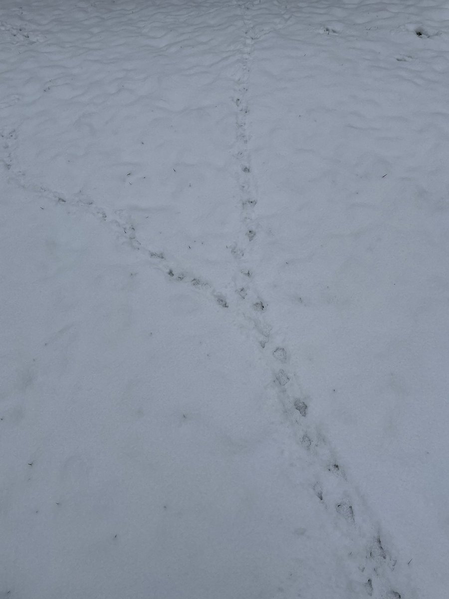 BioscienceOwen's tweet photo. Interesting to see all the different animal prints in the snow the last few days! 🐦🐾 #TwitterNatureCommunity https://t.co/QxANkJIYcZ