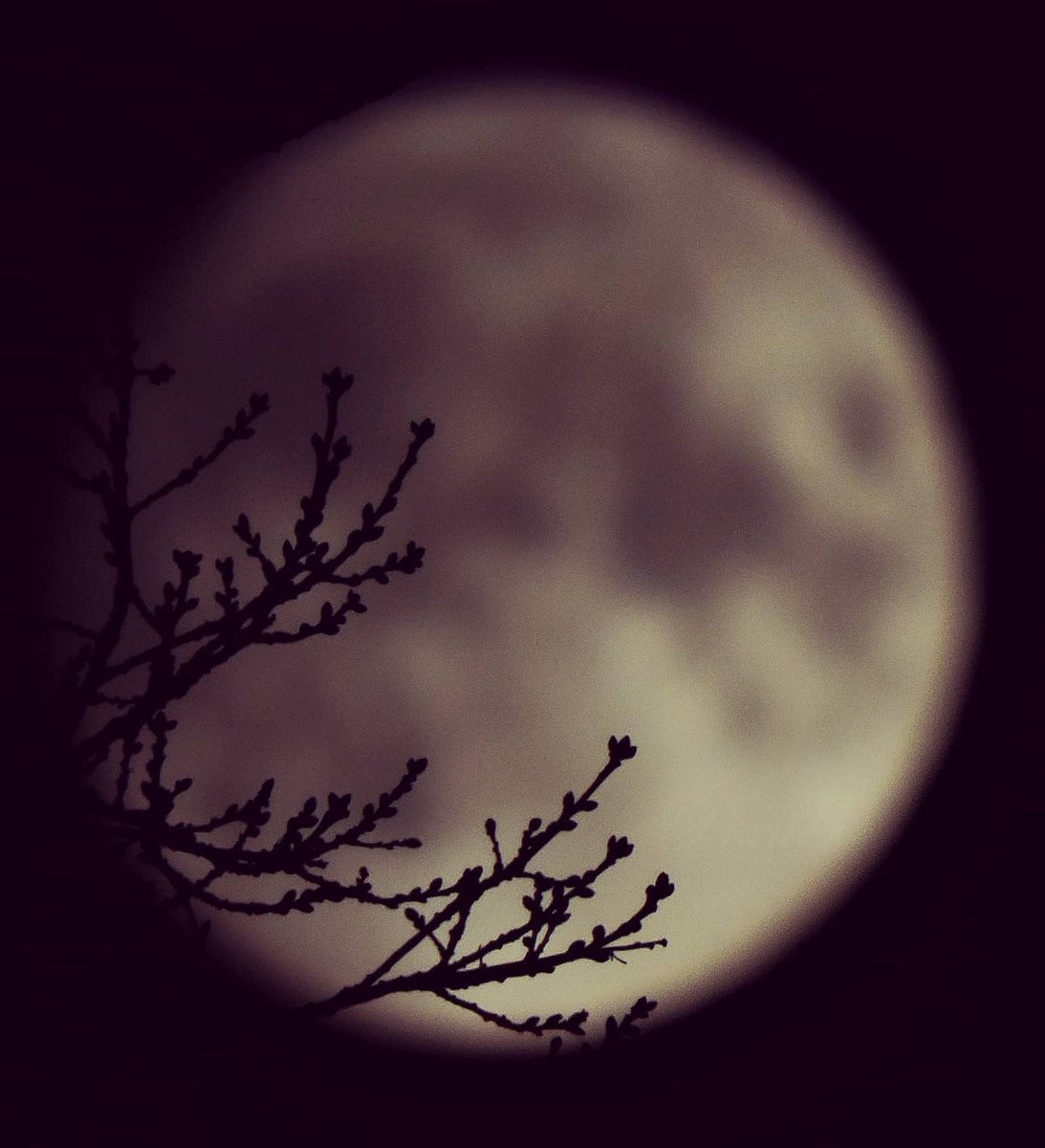 pixuer's tweet photo. Totally loved this silhouette in the background of amazing shades of moon... 😇❤️😇 

#moon
#moonlight
#supermoon
#moonlovers
#superzoom
#luna
#astronomy
#astrophotography
#night
#nightphotography
#picoftheday
#pictureoftheday
#photooftheday
#photography
#nature https://t.co/bMBdx9IJbG