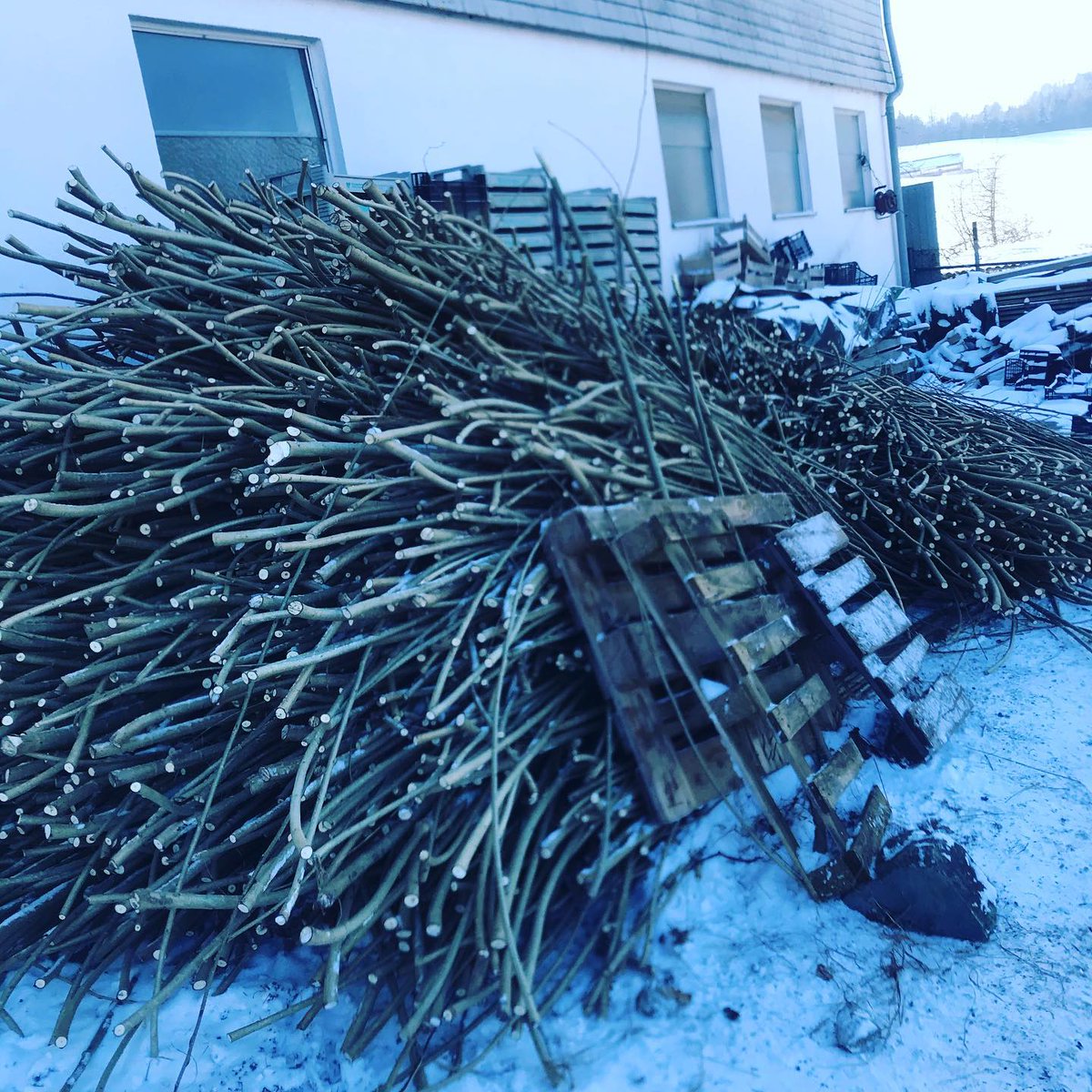 Energiepflanze's tweet photo. Läuft beim #Pappel-Schnitt ✂️ 🌳  
Jetzt❄️schneiden wir von #Energiepappeln #Pappelruten und #Pappelstecklinge
 
#energiepappel #pappelsteckling #max4 #energieholz #energiewald #kurzumtrieb #kurzumtriebsplantage  #biomasse #nawaro #nachwachsenderohstoffe #biomass #renewableenergy https://t.co/Uixvhy7iRv