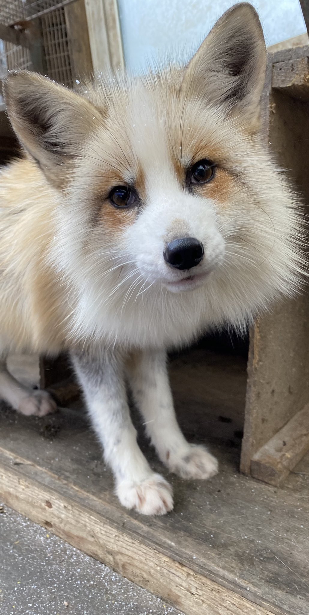 宮城蔵王キツネ村(公式)🦊 on X: 