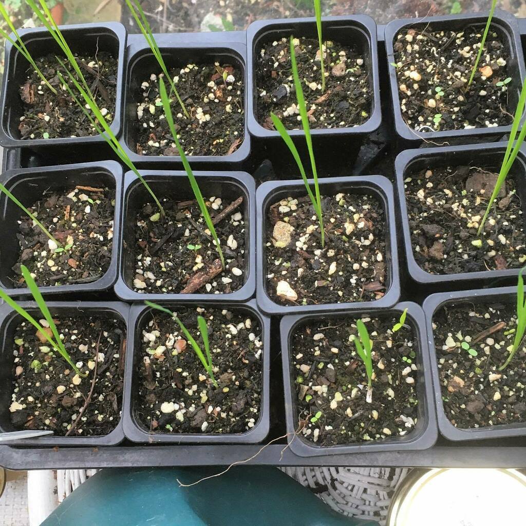 Rhizowen's tweet photo. It’s good to touch the green, green grass of home. Before sending a sample of Avena nuda ‘Kleiner Nackthafer’ to @harrigendall for her research into the Cornish naked oat known as #pillas or #pillcorn, I did a germination test. I couldn’t bring myself to… https://t.co/GidEPn2Frc https://t.co/lK50HRWDnz